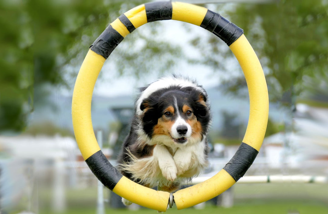 Dog Training with Treats | Positive Reinforcement Guide