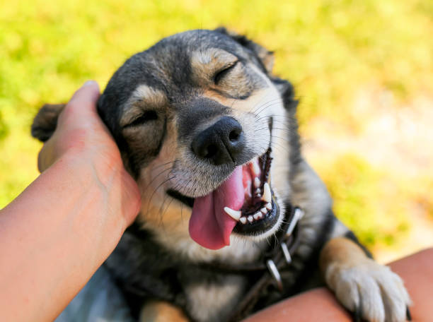 The Power of Proper Nutrition | Choosing Dog Treats